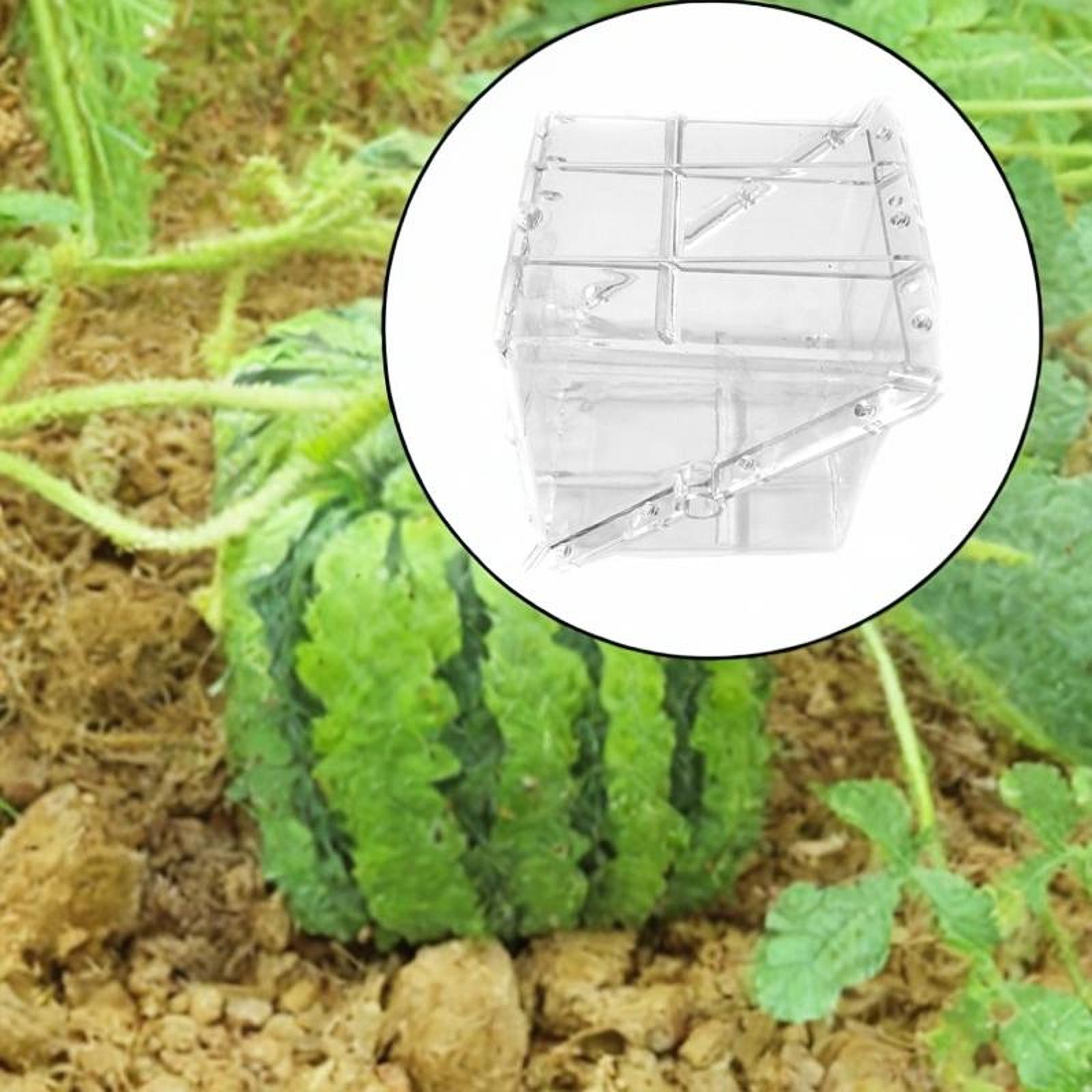 Square Watermelon Growth Mold  - đánh giá và giá Gardening Tools Unique