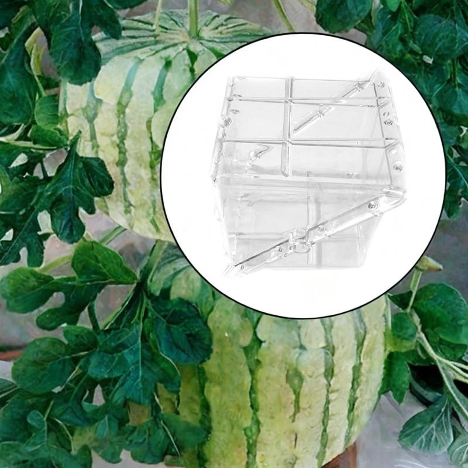 Square Watermelon Growth Mold  - đánh giá và giá Gardening Tools Unique